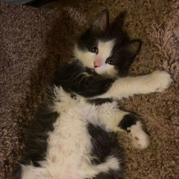 Meet your Posher, Shae - Picture 1 of 1